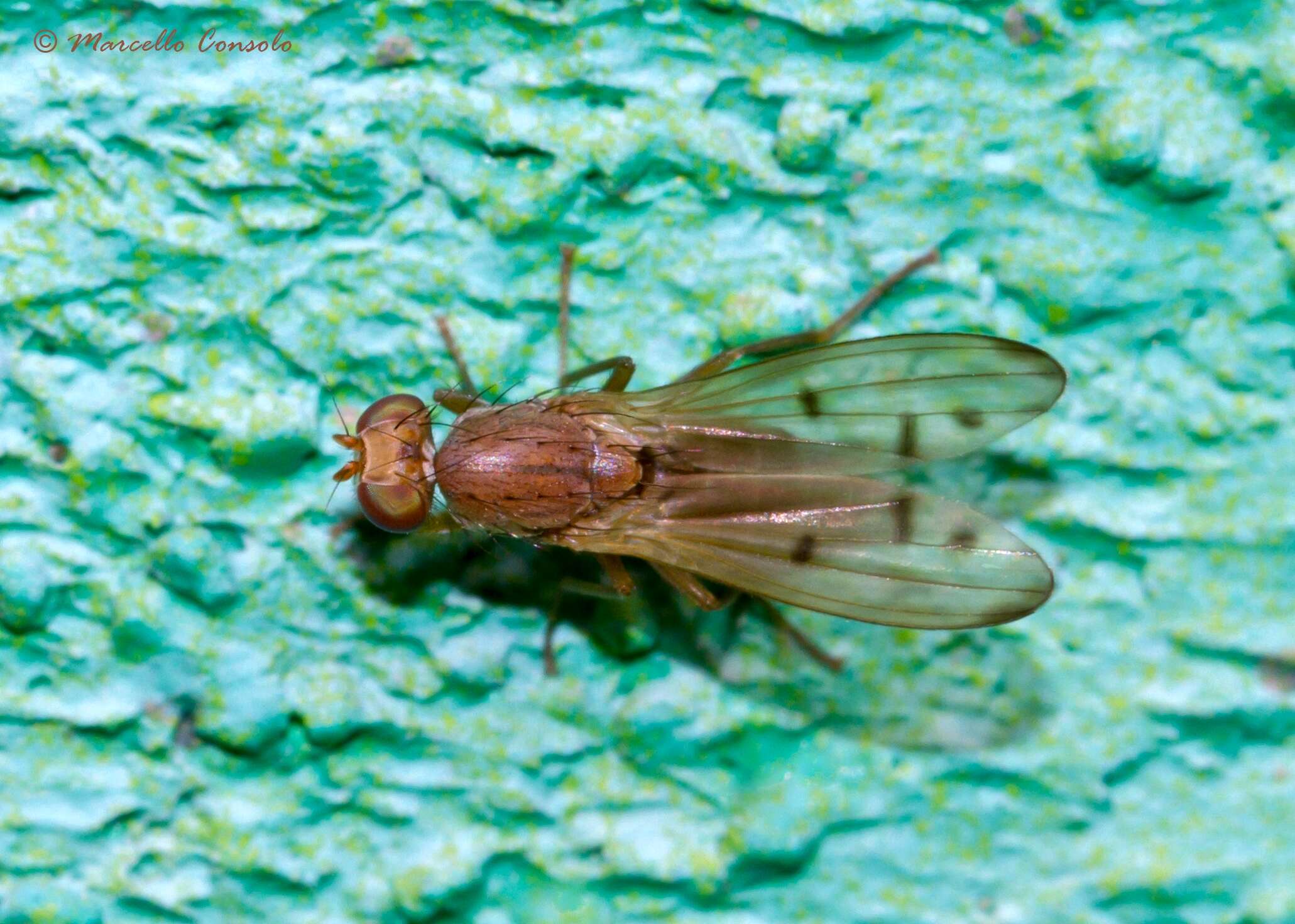 Image of Opomyzidae