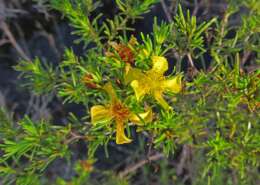 Sivun Hypericum brachyphyllum (Spach) Steud. kuva