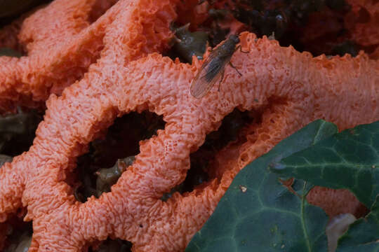 Image of Clathrus ruber P. Micheli ex Pers. 1801