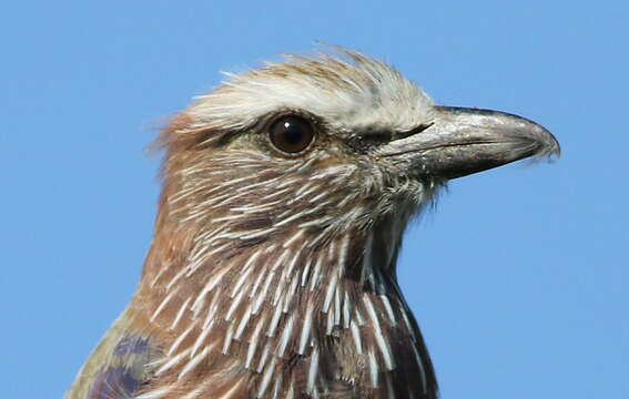 Image of Purple Roller