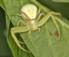 Image of Flower Crab Spiders