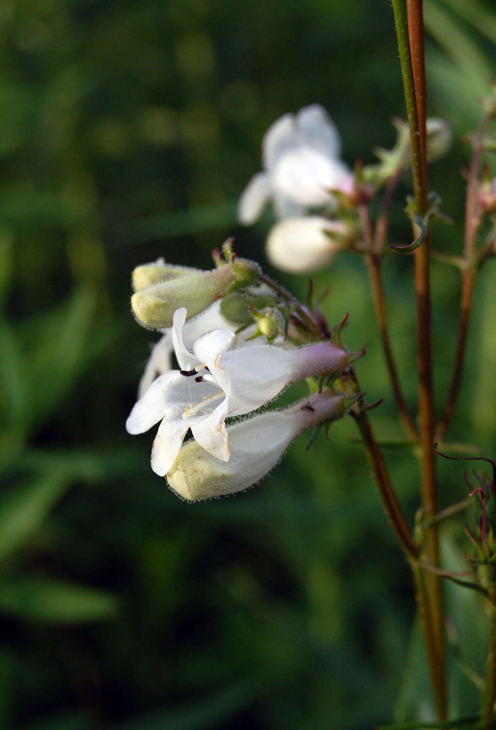 Image of talus slope penstemon