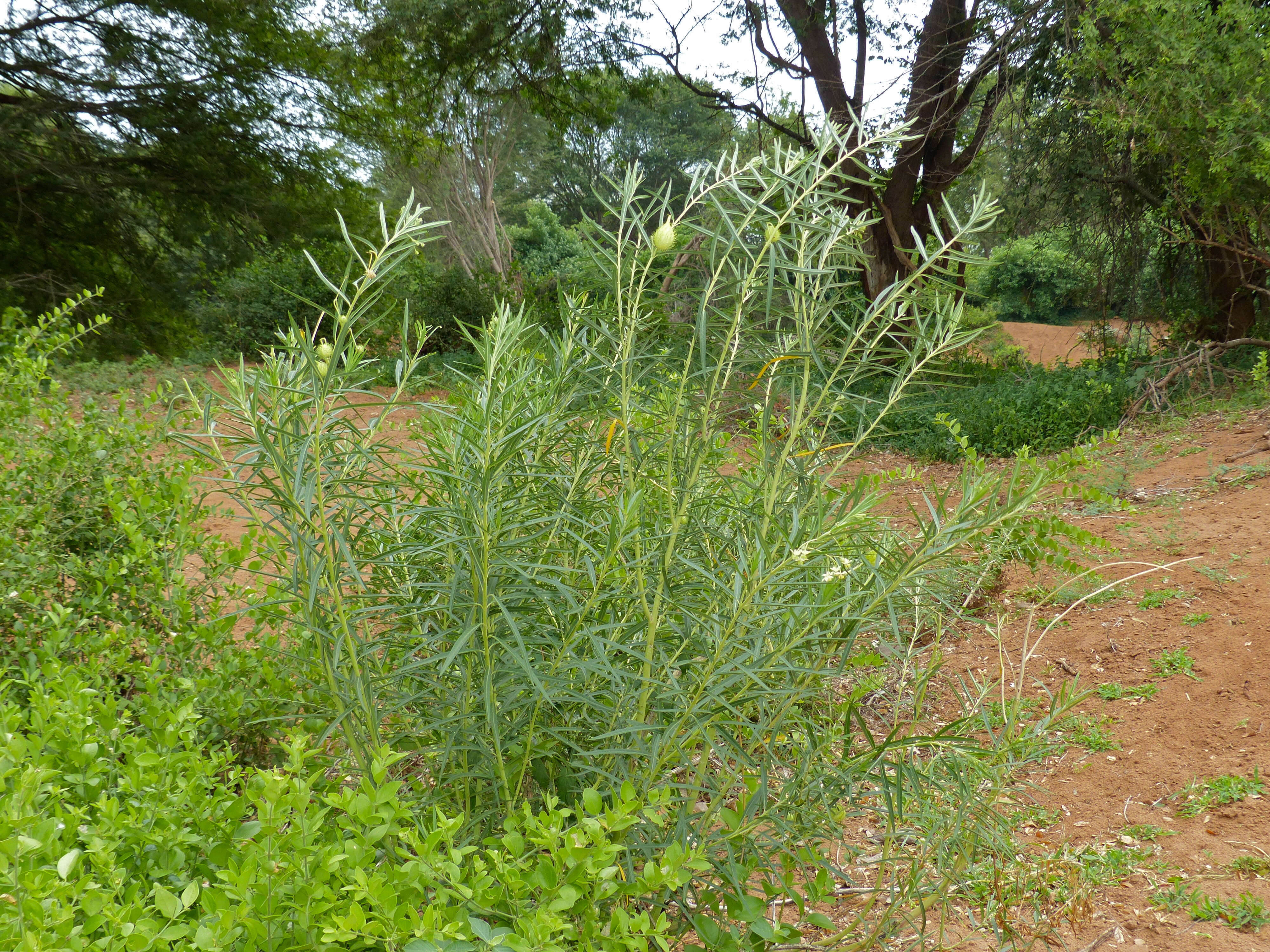 Image of Shrubby milkweed