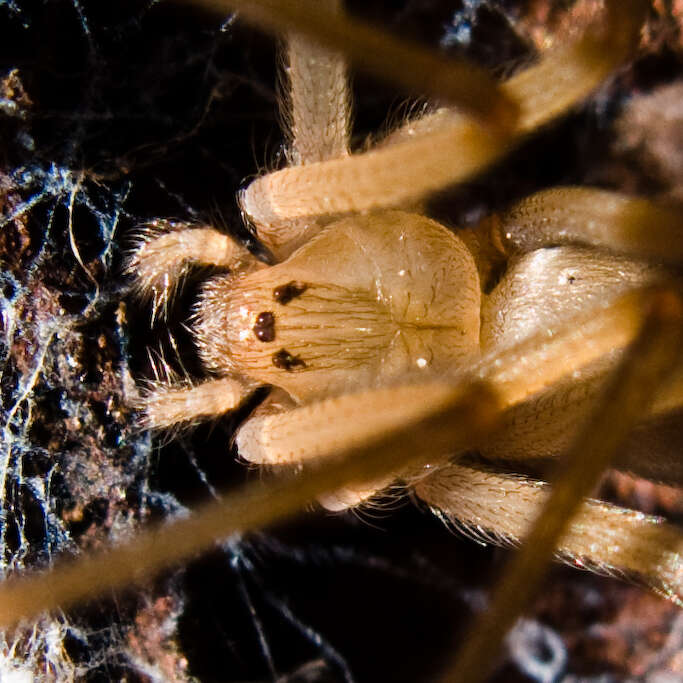 Image of six-eyed brown spiders