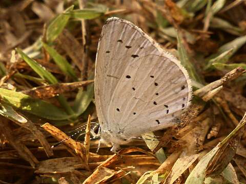 Image of holly blue