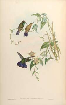 Image of Tyrian Metaltail