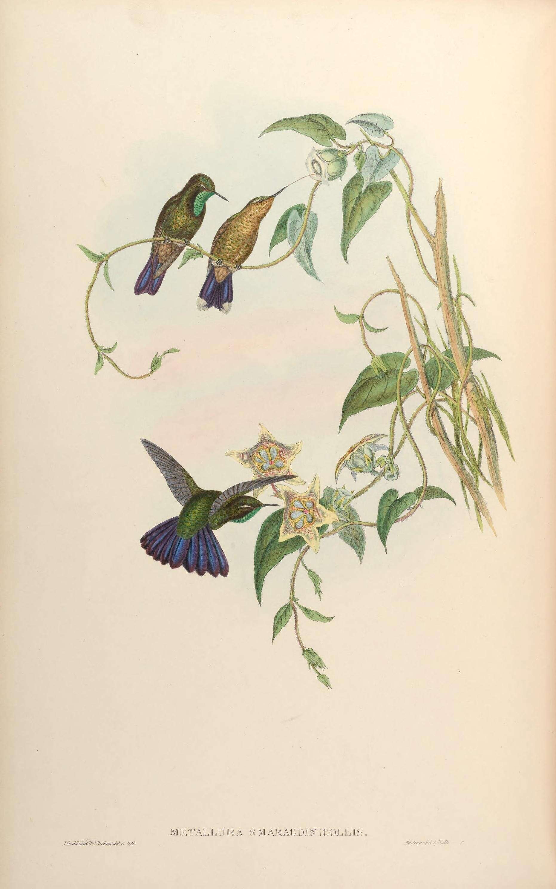 Image of Metallura Gould 1847