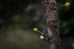 صورة Heteroblemma alternifolium (Blume) Cámara-Leret, Ridd.-Num. & Veldkamp