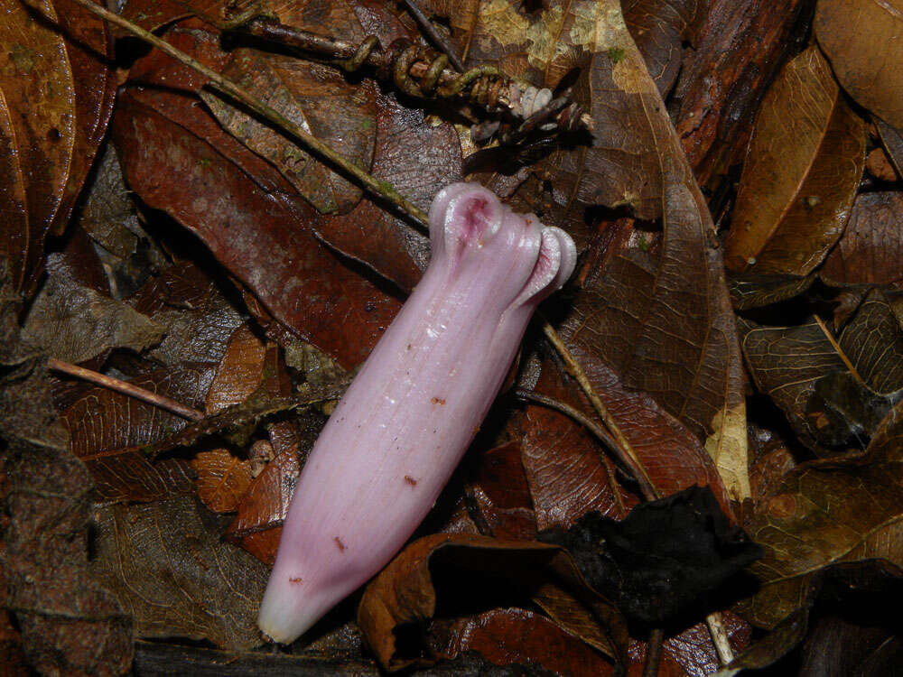 Image of Maripa nicaraguensis Hemsl.