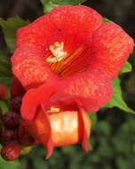 Image of trumpet creeper