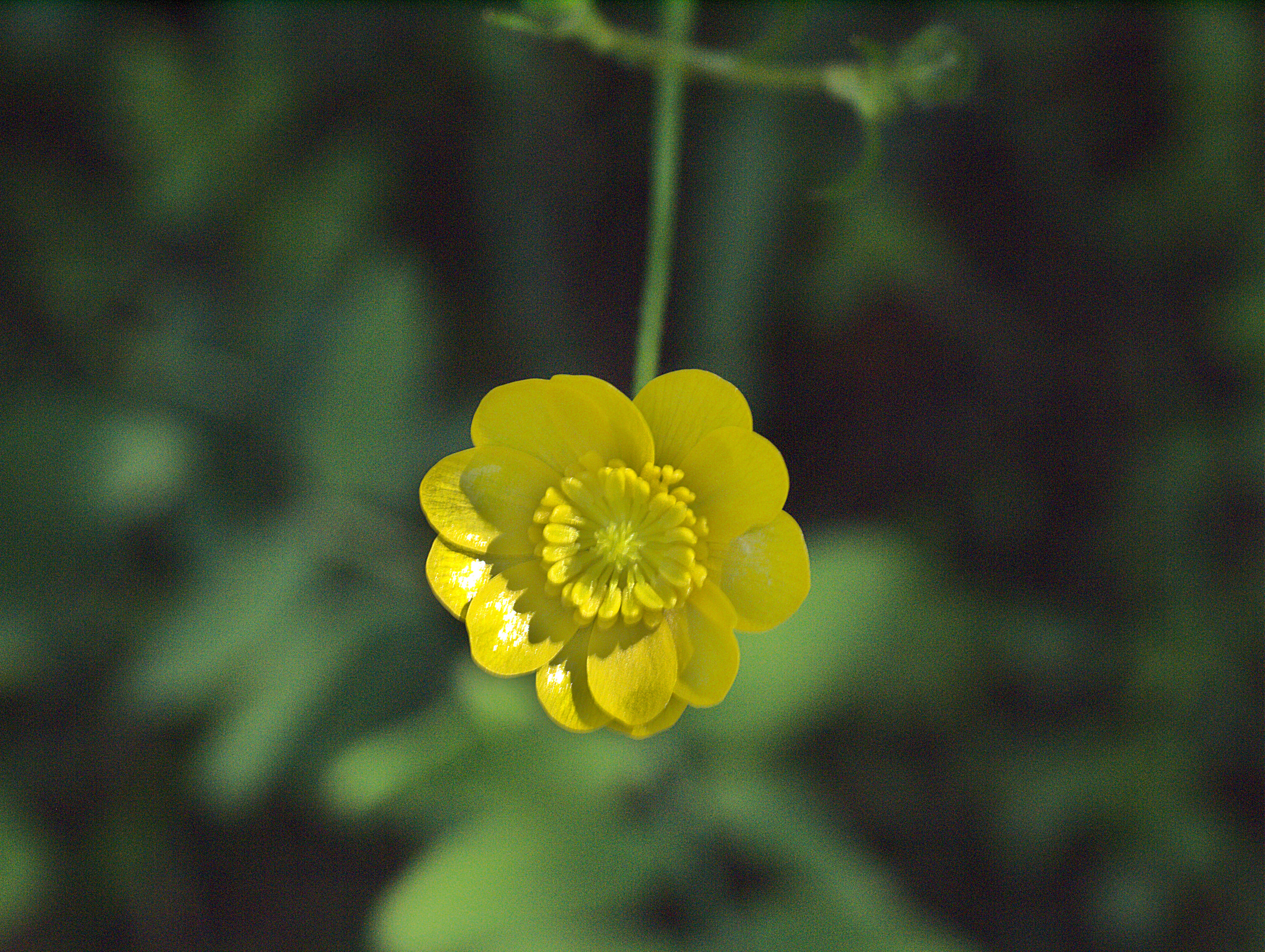 Image of California buttercup