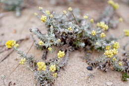 Imagem de Helichrysum