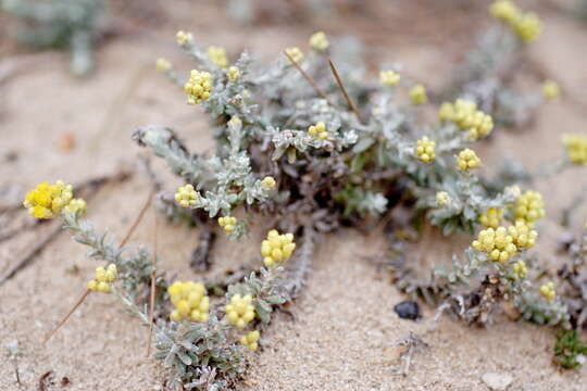 Image of yellow amaranth