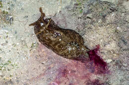 Image of spotted sea hare