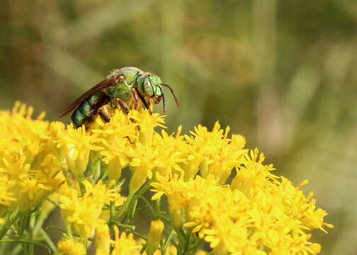 Imagem de Agapostemon splendens (Lepeletier 1841)