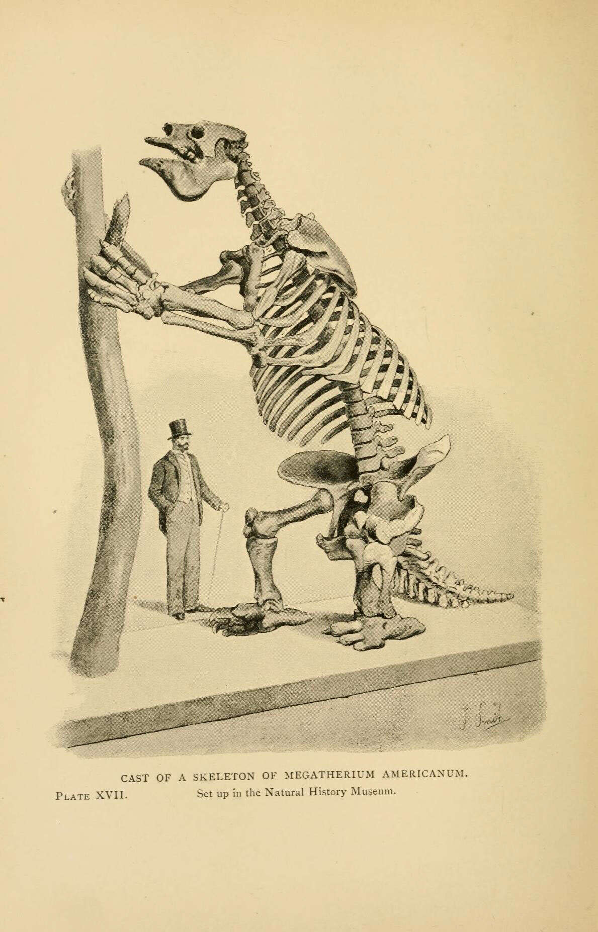 Image of Megatherium americanum Cuvier 1796