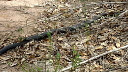 Image of Chicken Snake