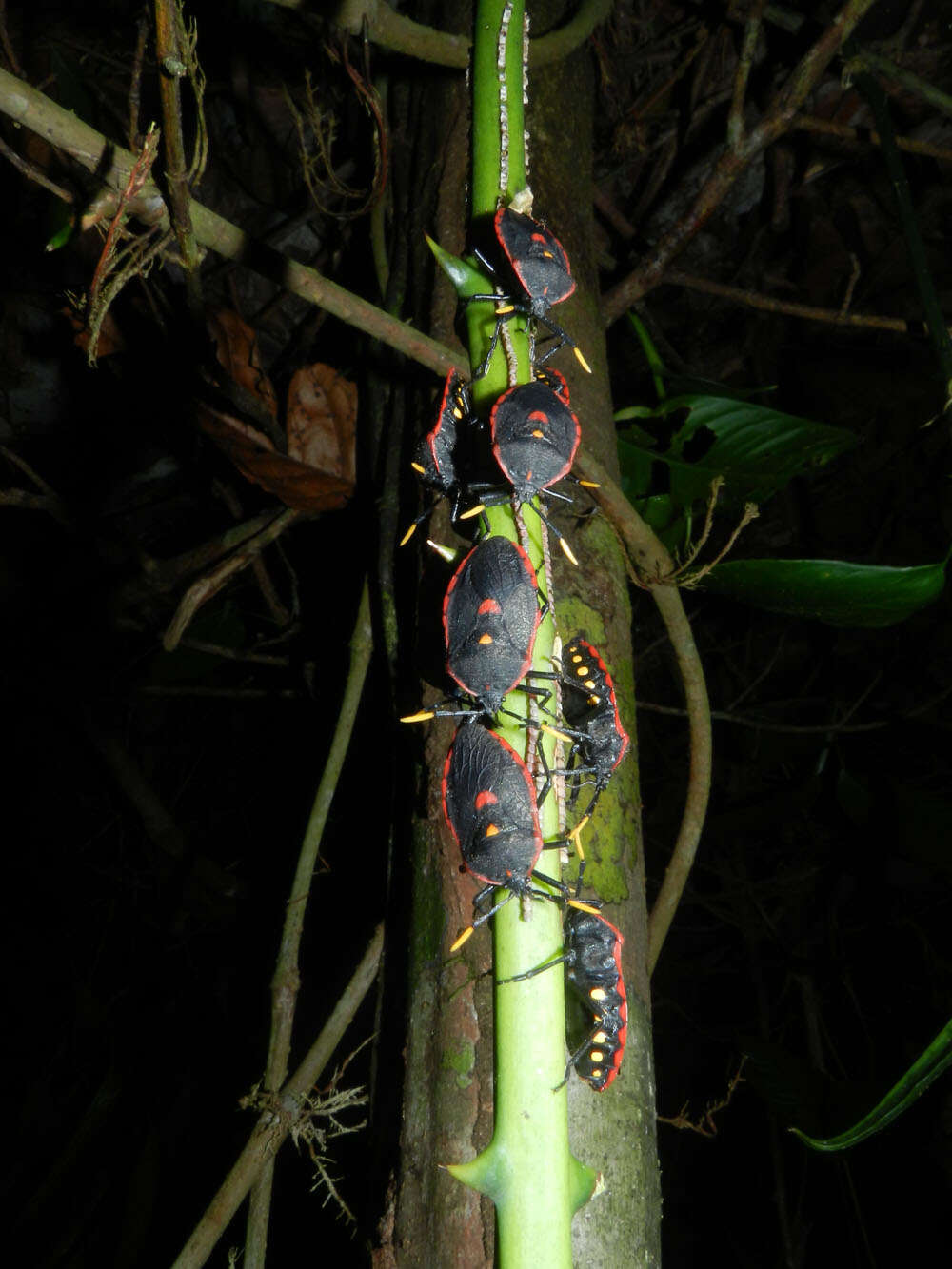 Image of Smilax spinosa Mill.