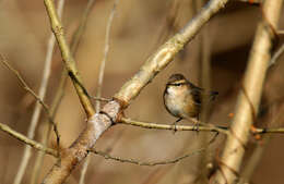 Image of Dusky Warbler