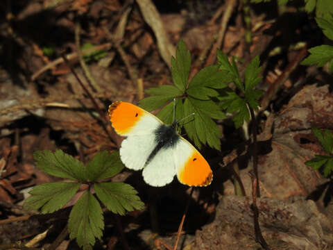 Image of orange tip