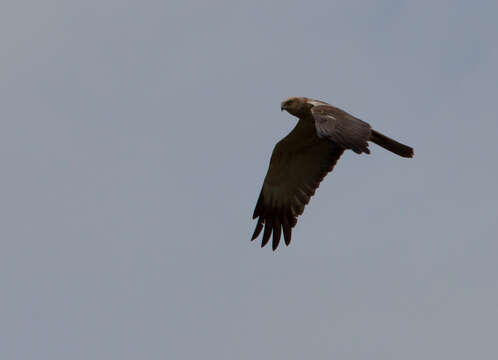 Imagem de Circus aeruginosus (Linnaeus 1758)