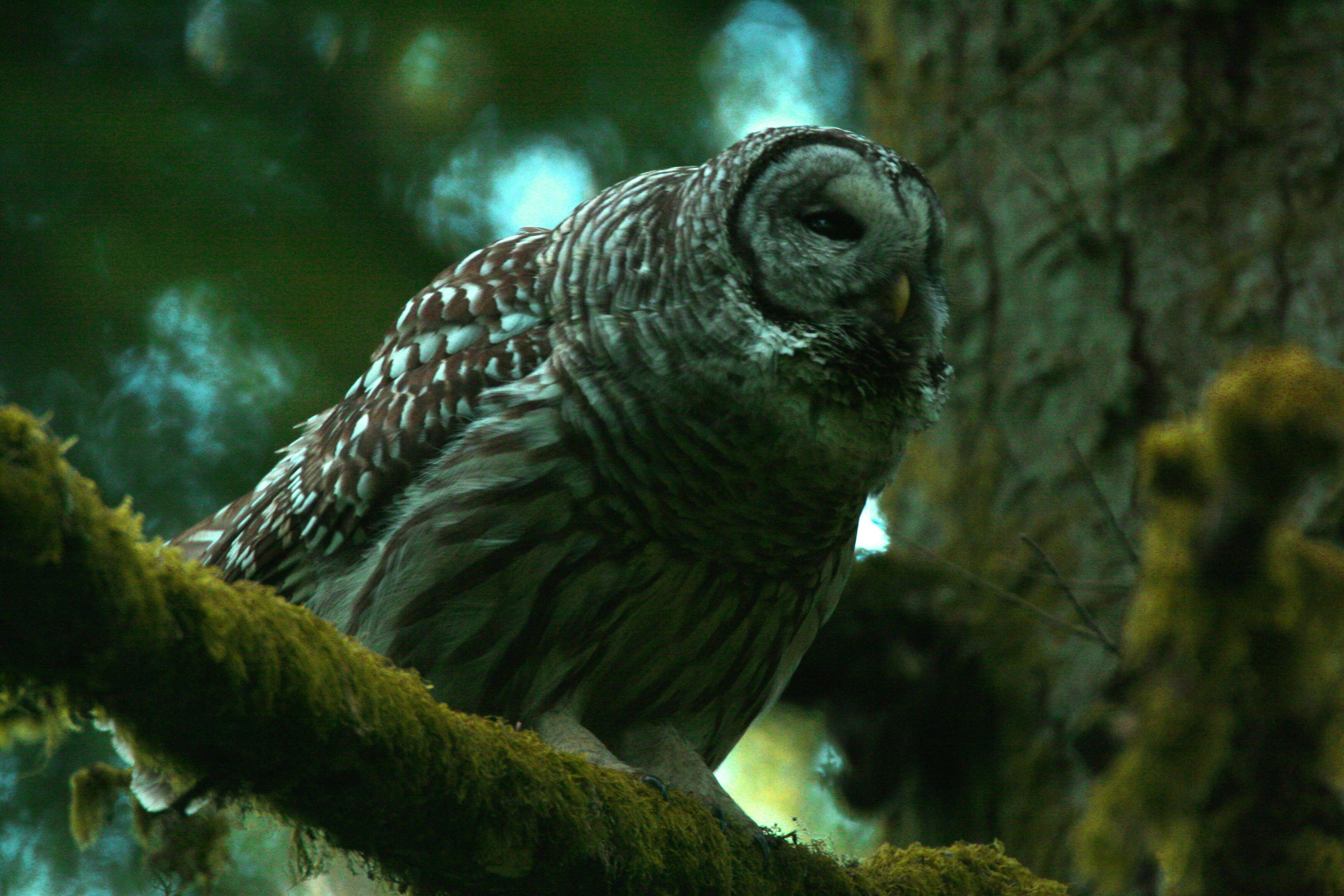 Image of Strix Linnaeus 1758