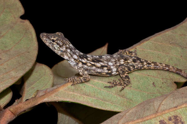 Image of Lichen Anole