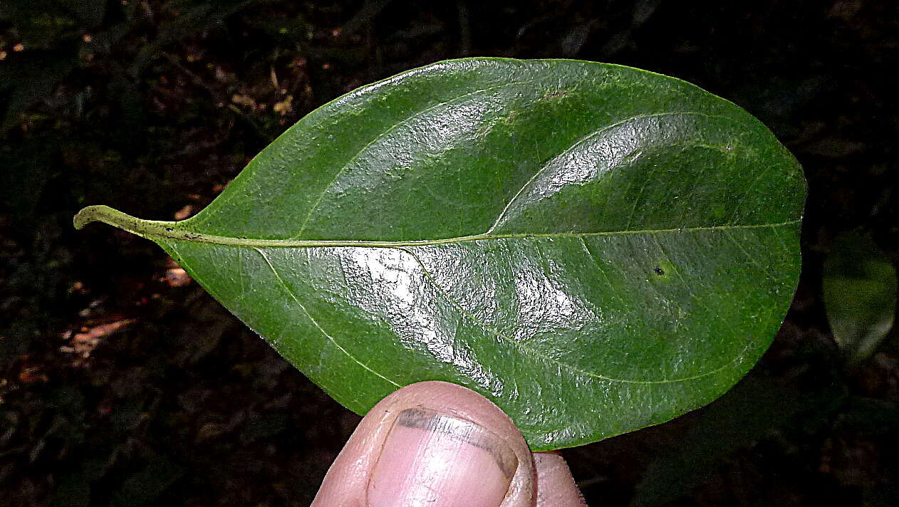 Plancia ëd Cordia acutifolia Fresen.