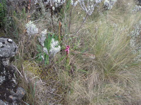 Image of Disa stairsii Kraenzl.