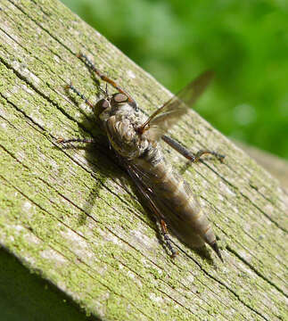 Image of Manx robber fly