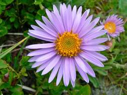 Image of aster