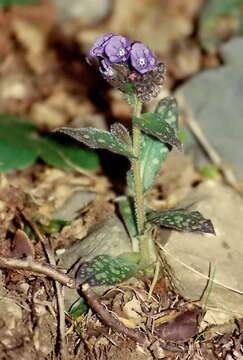 Pulmonaria affinis Jordan resmi