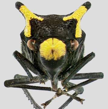 Image of Zyzzogeton quadrimaculata Nielson & Godoy 1995