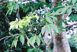 Image of ricinodendron