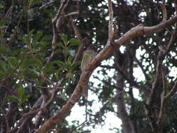 Image of Green Figbird