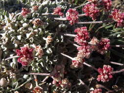 Image of cushion buckwheat