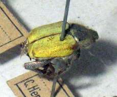 Image of Monkey Beetles