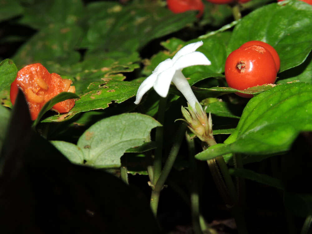 Image of Geophila cordifolia Miq.