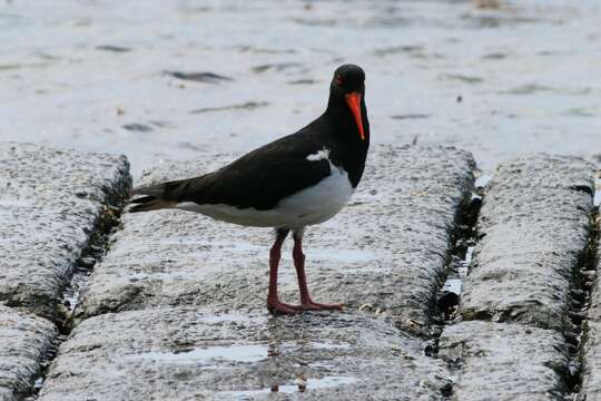 Image of Australian Pied Oystercatcher