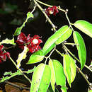 Image of Heisteria spruceana Engl.