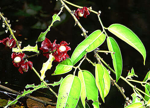 Image of Heisteria spruceana Engl.