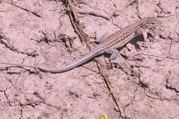 Image of Spiny-footed Lizard