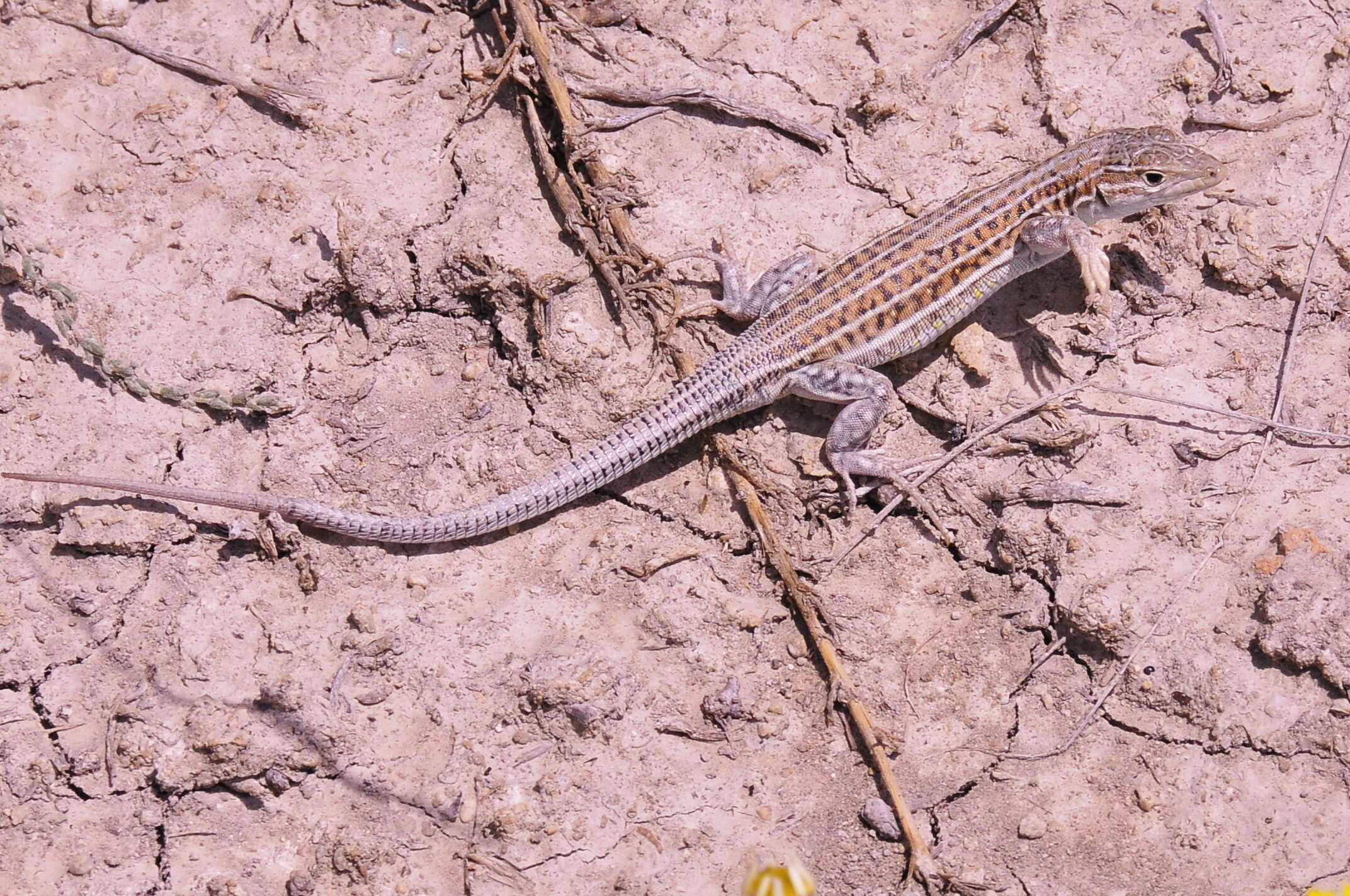 Image of Fringe-fingered lizard