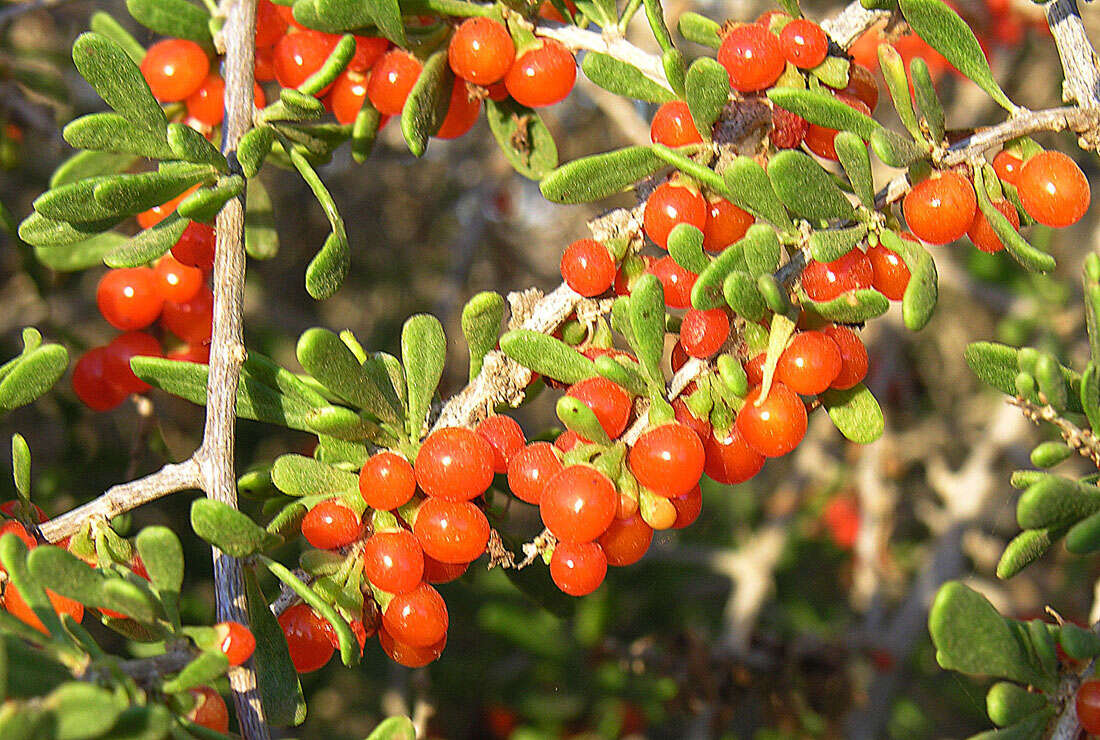 Image of Baja desert-thorn