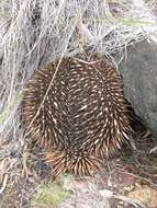 Image of Short-beaked Echidnas