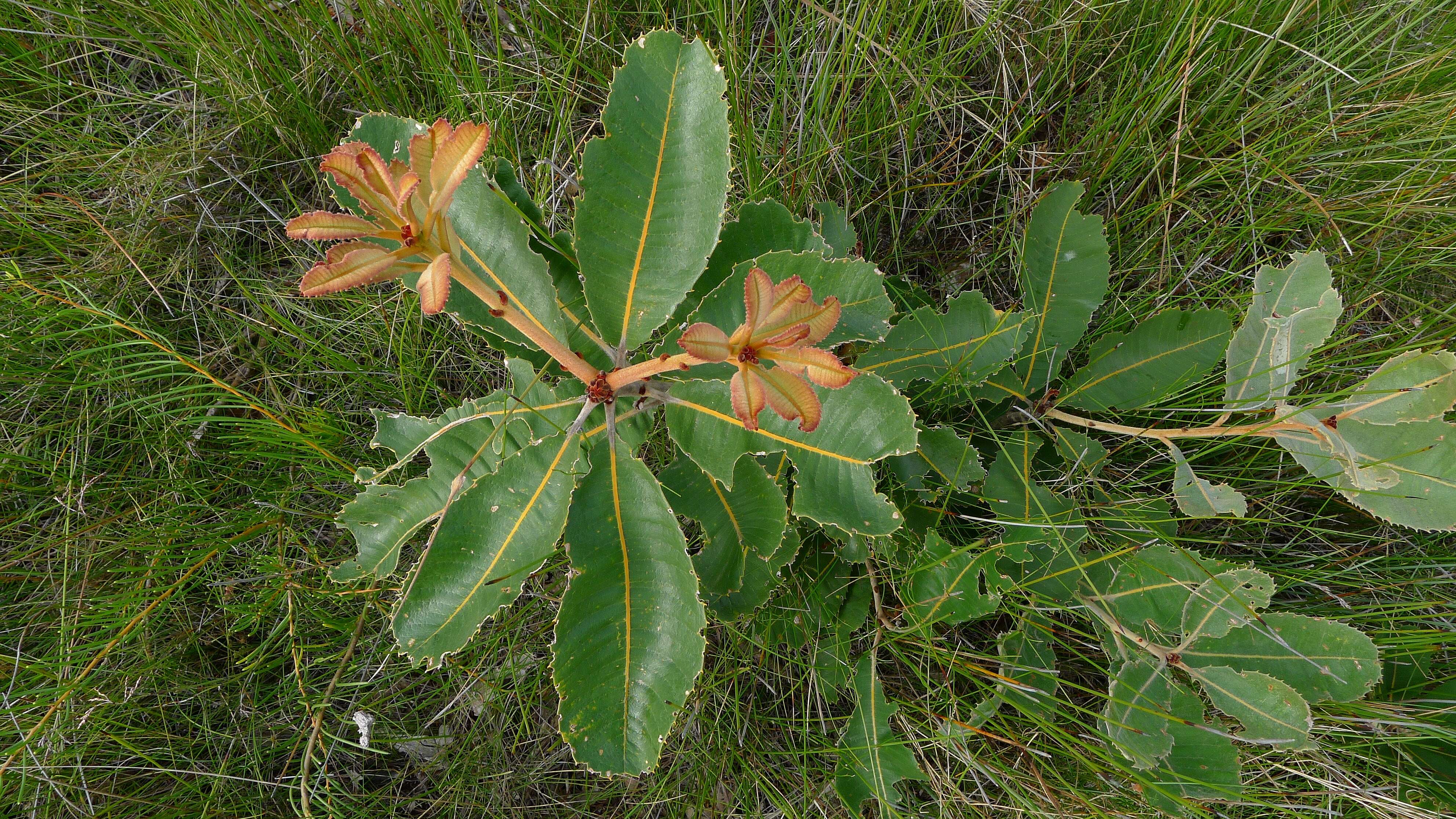 Image of Banksia robur Cav.