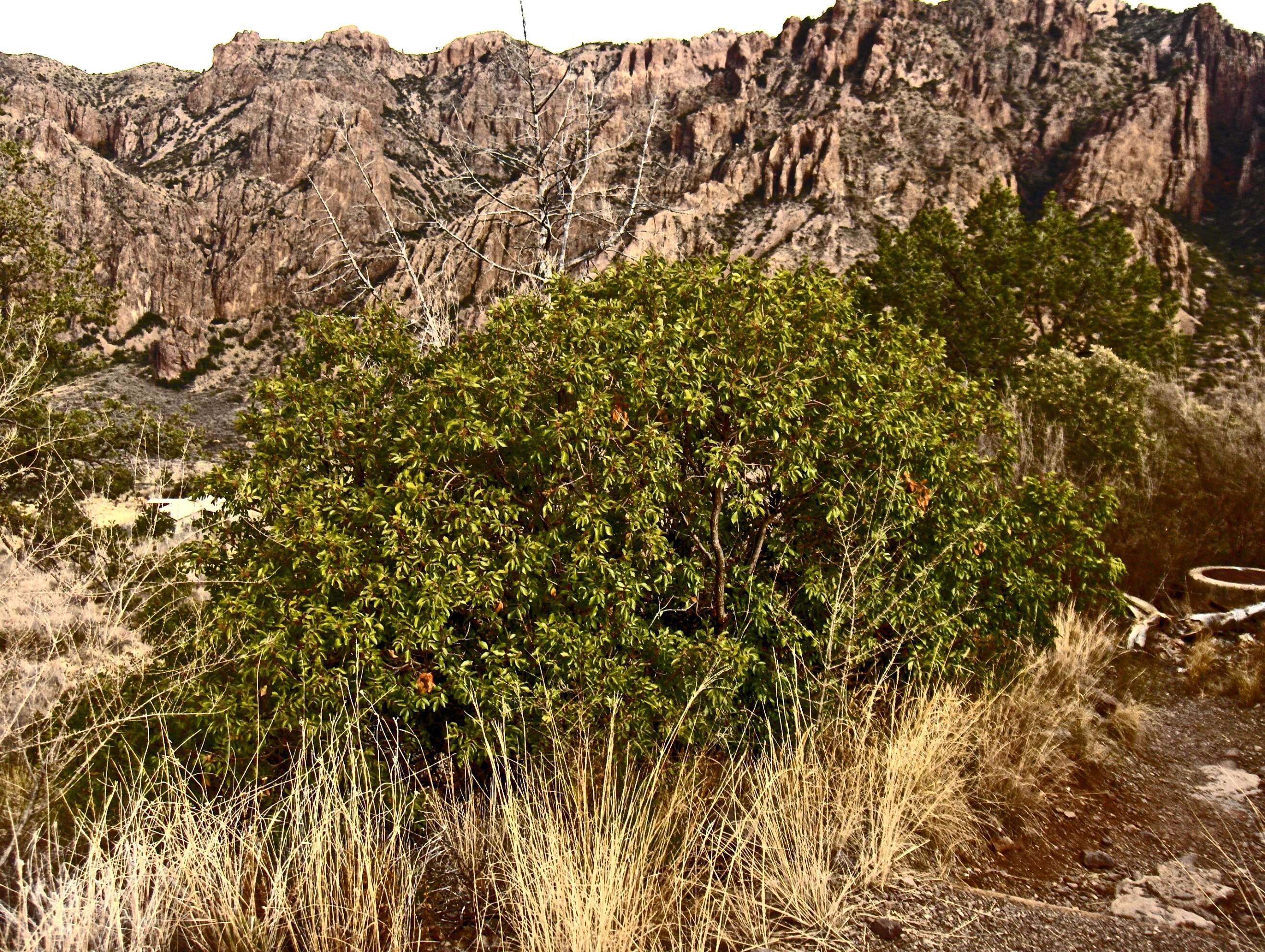 Image of sumac