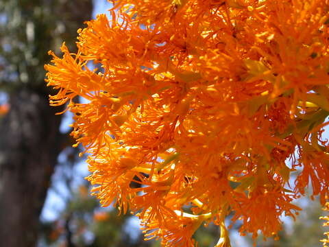 Image of Nuytsia