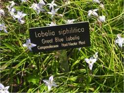 Image of lobelia