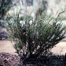 Image of Boronia subulifolia Cheel